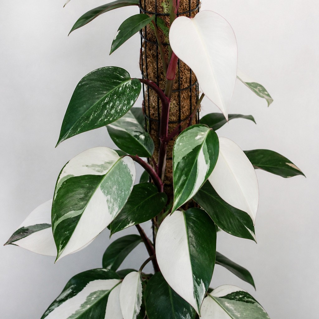 Philodendron White Knight