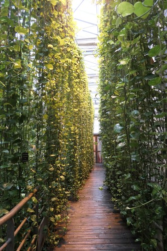 Philodendron