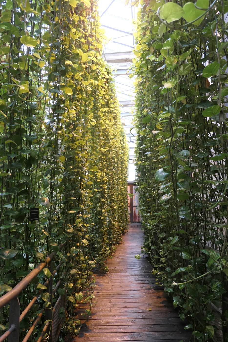 How to Care for Philodendron