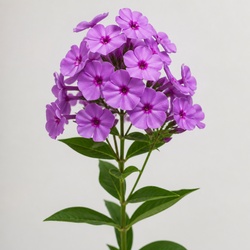 Phlox Identification Guide