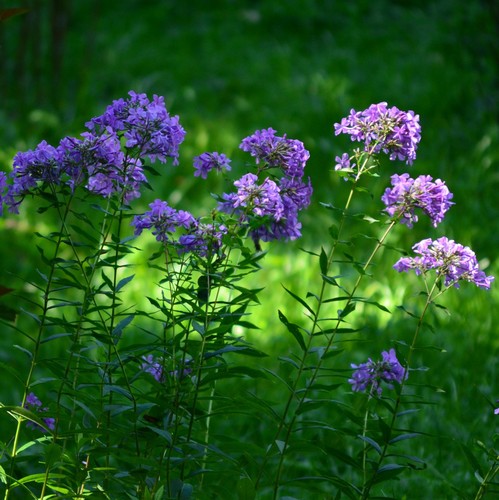 Phlox