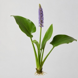 Pickerelweed Identification Guide