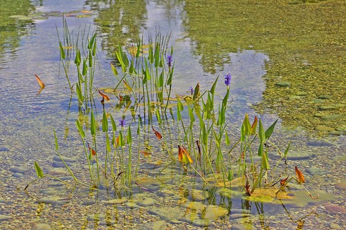 Pickerelweed