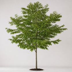 Pignut Hickory Identification Guide