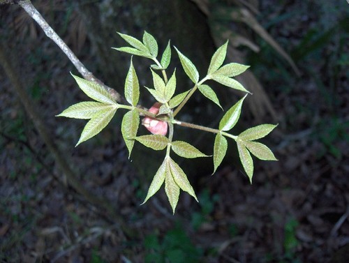 Pignut Hickory