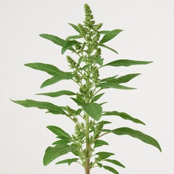 Pigweed Identification Guide