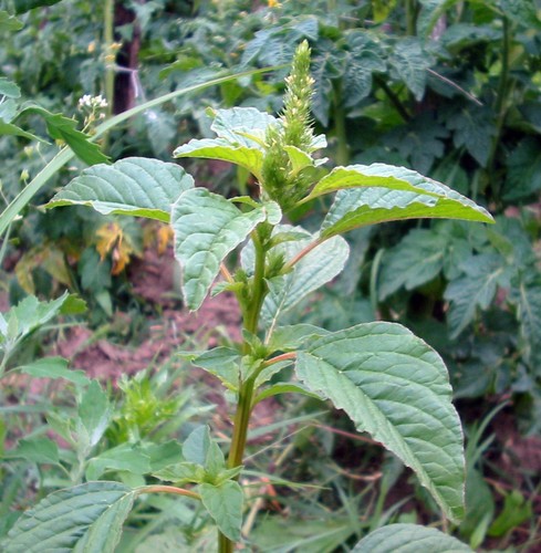 Pigweed