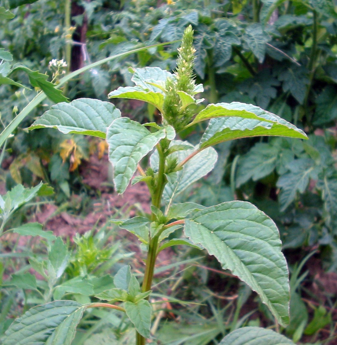 How to Care for Pigweed