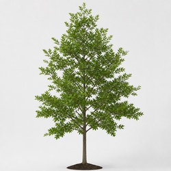 Pin Oak Identification Guide