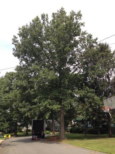 Pin Oak
