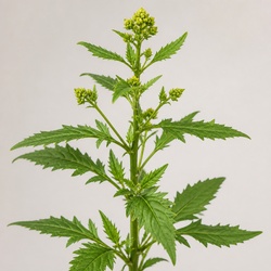 Pineapple Weed Identification Guide