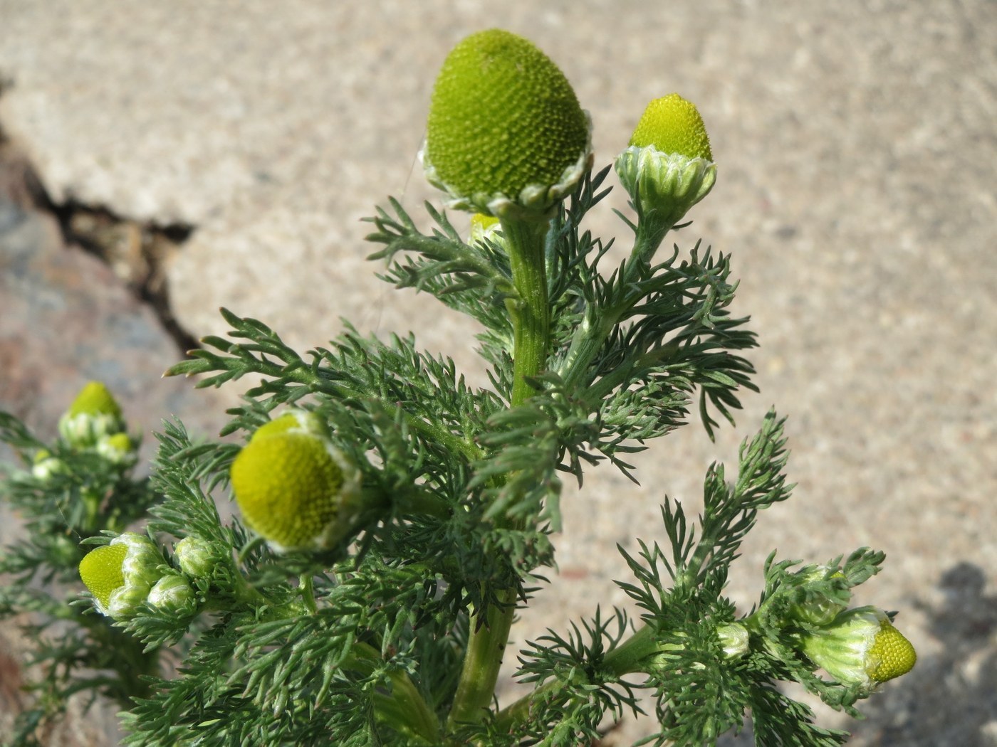 How to Care for Pineapple Weed