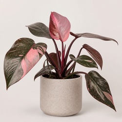 Pink Princess Philodendron Identification Guide