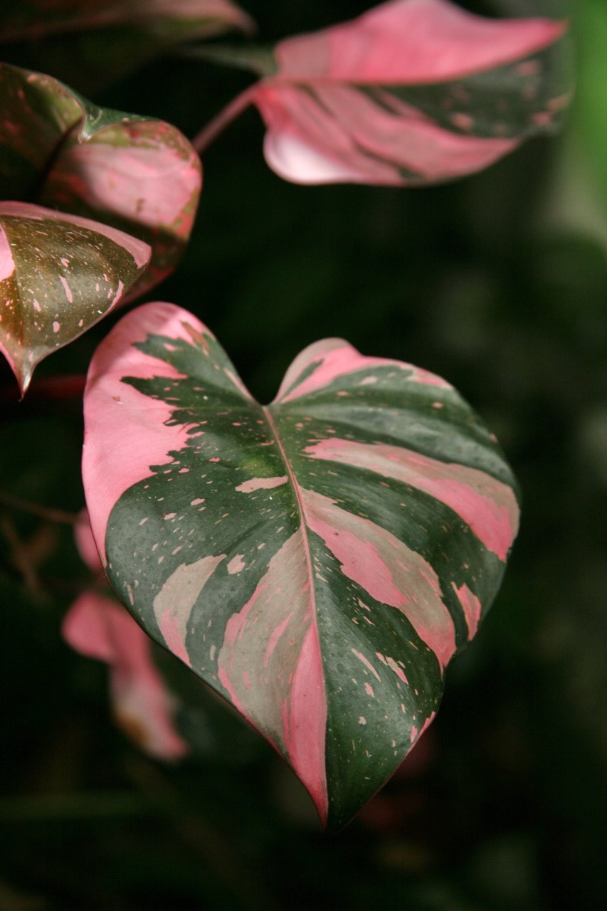 How to Care for Pink Princess Philodendron