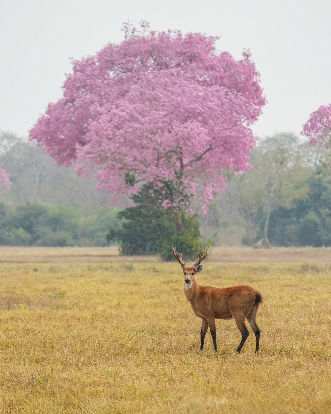 How to Care for Pink Trumpet Tree