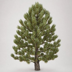 Piñon Pine Identification Guide