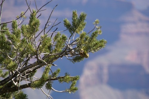Piñon Pine