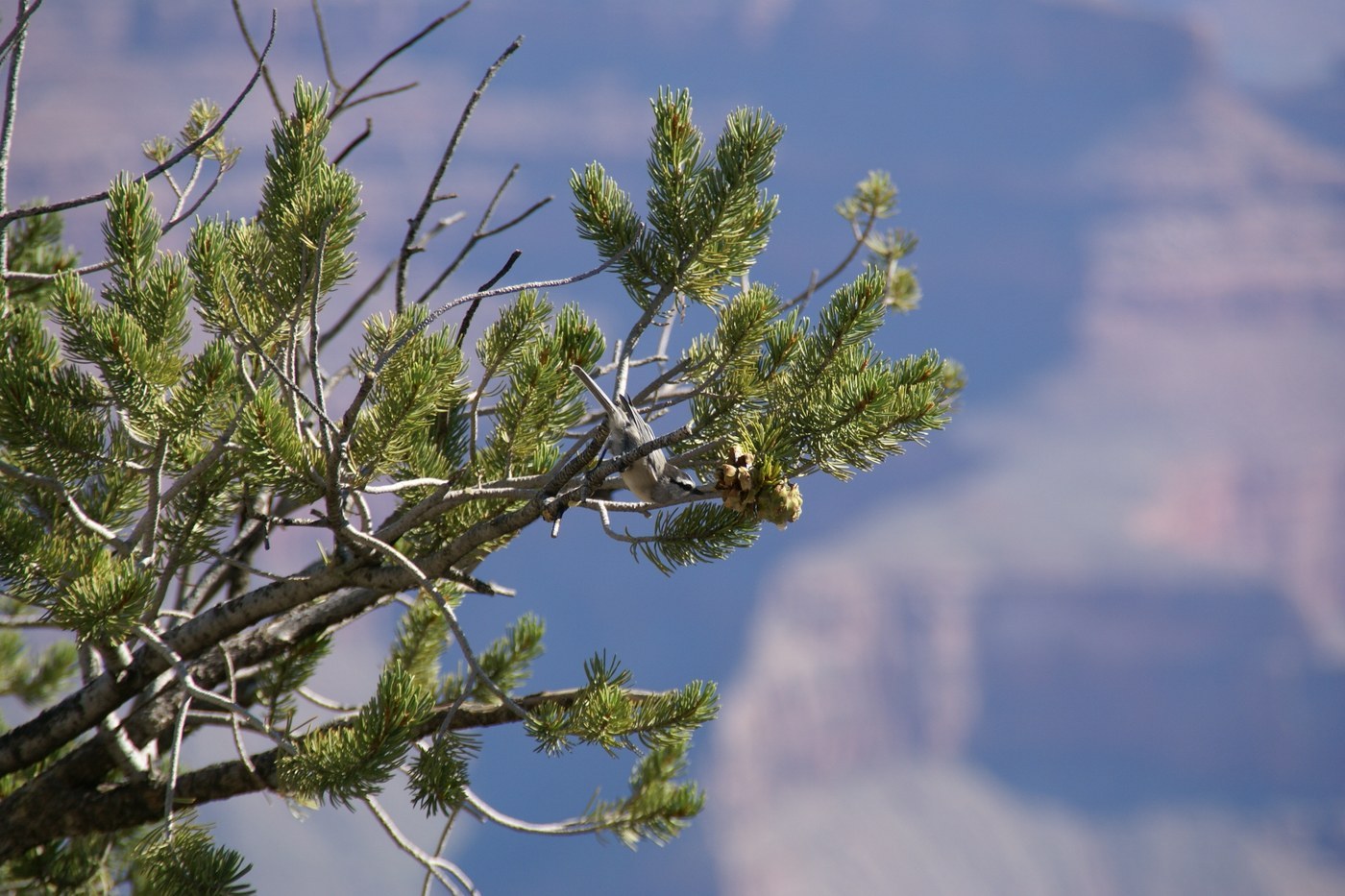 How to Care for Pinon Pine