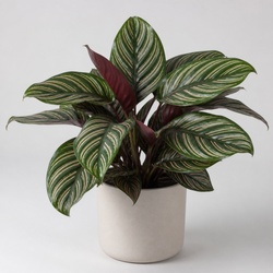 Pinstripe Calathea Identification Guide