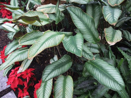 Pinstripe Calathea
