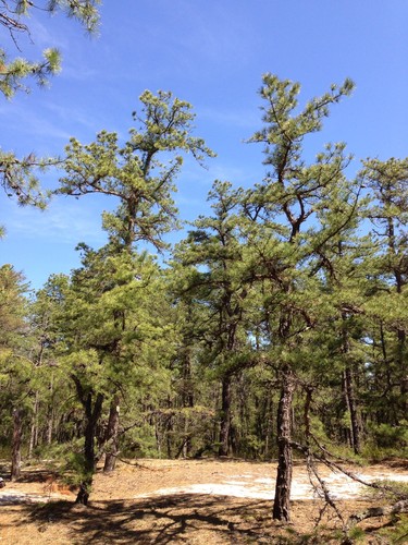 Pitch Pine