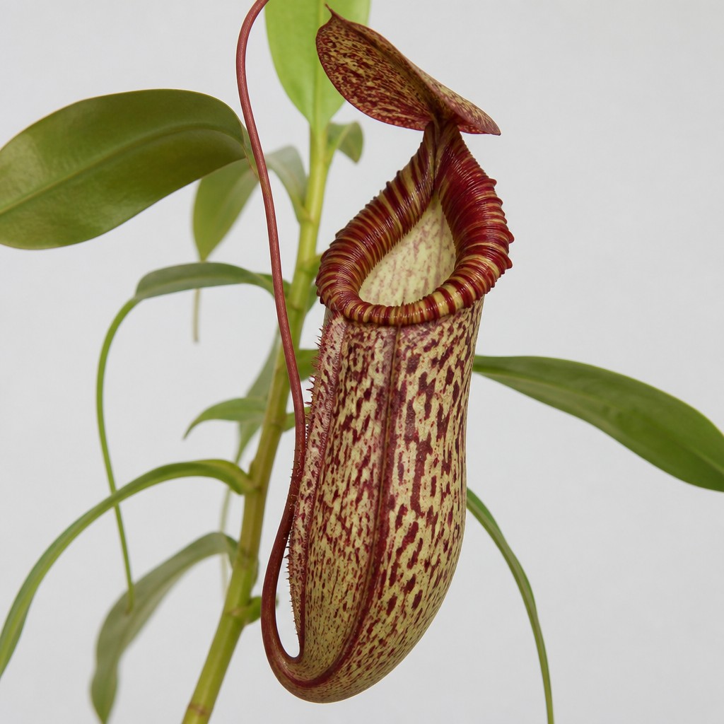 Pitcher Plant
