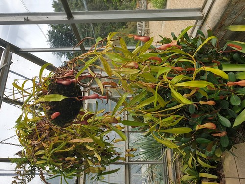 Pitcher Plant