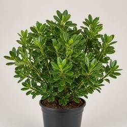 Pittosporum Identification Guide
