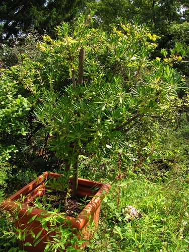 Pittosporum