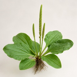Plantain Identification Guide