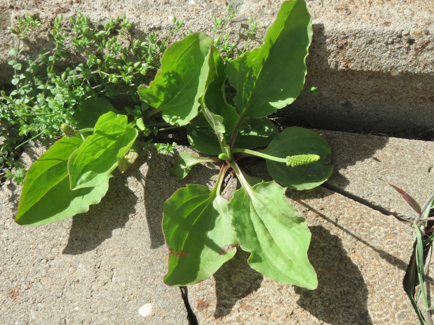 How to Care for Plantain