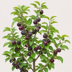 Plum Tree
