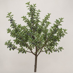 Plum Tree Identification Guide
