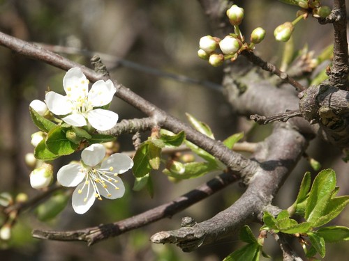 Plum Tree