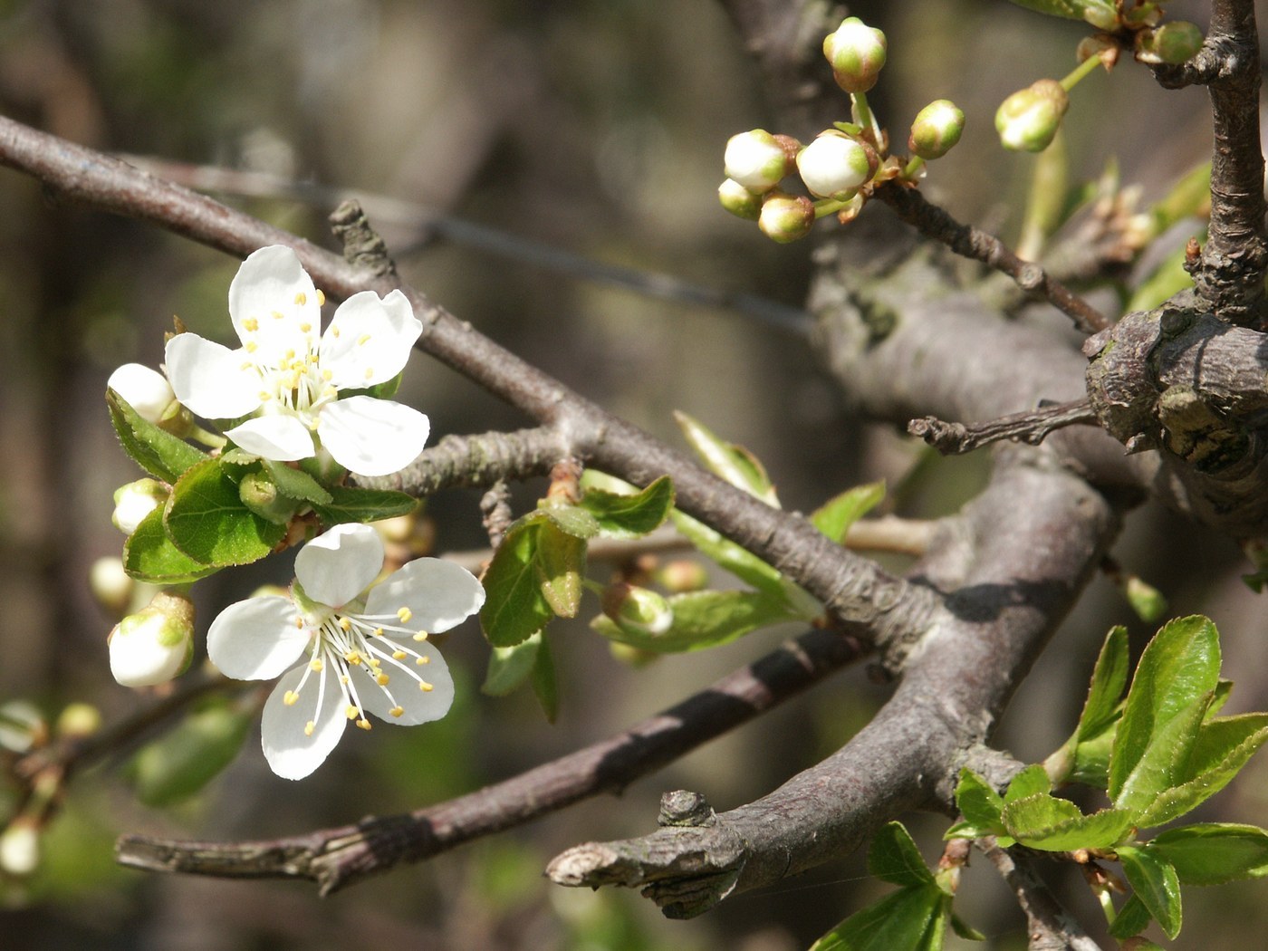 How to Care for Plum Tree