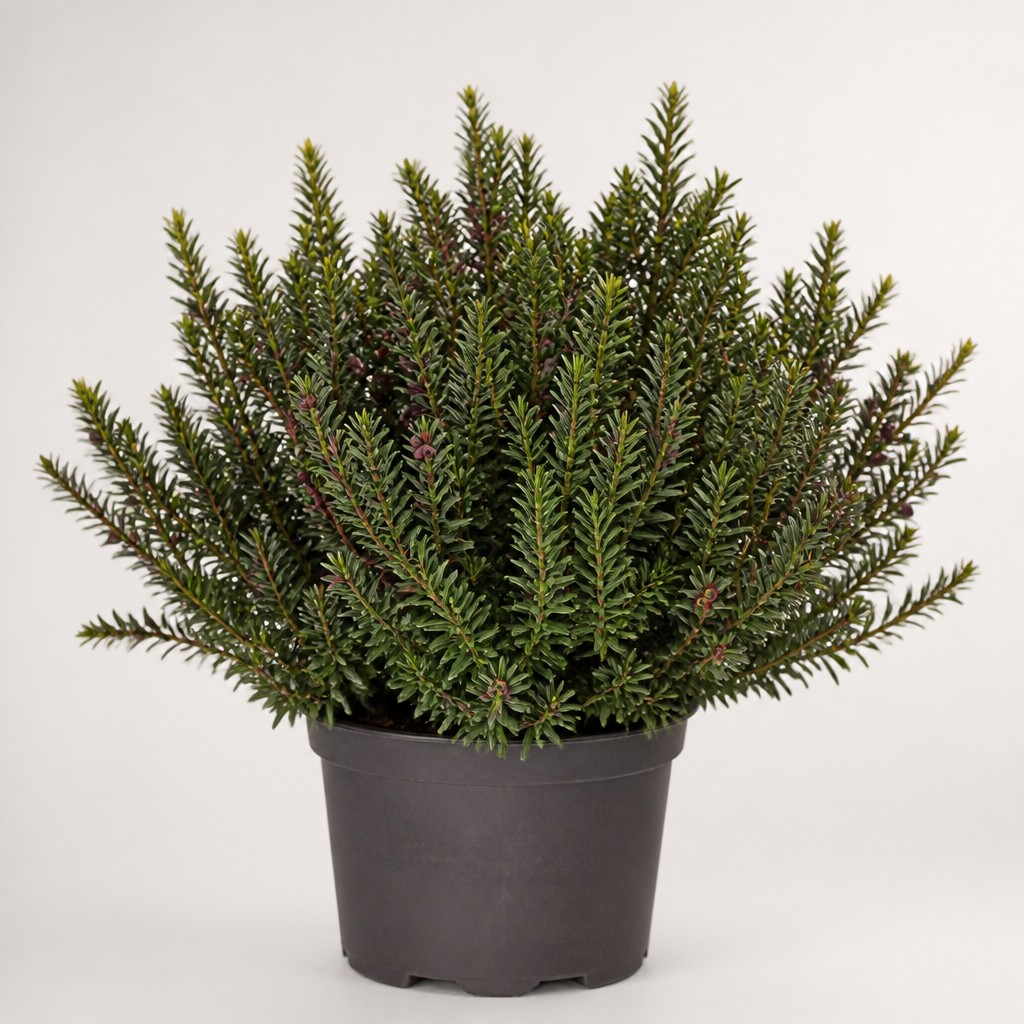 Plum Yew