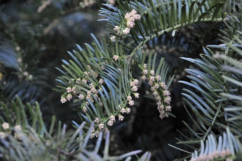 Plum Yew