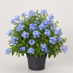 Plumbago Identification Guide