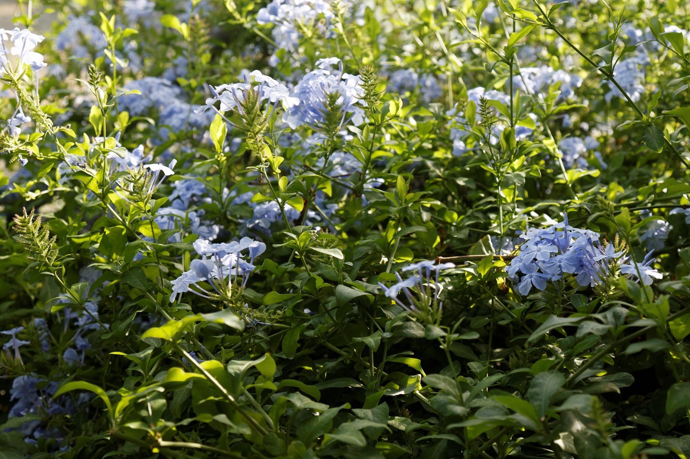 How to Care for Plumbago