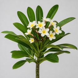 Plumeria Identification Guide
