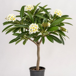 Plumeria Tree Identification Guide