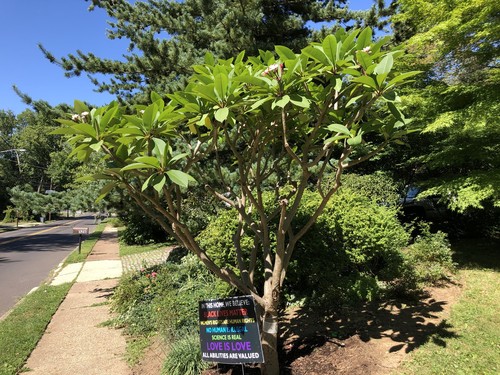 Plumeria Tree
