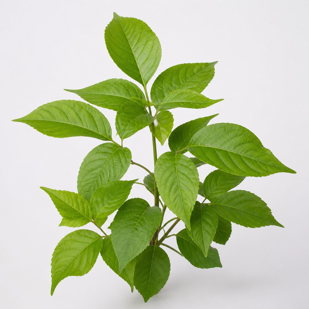 Poison Ivy