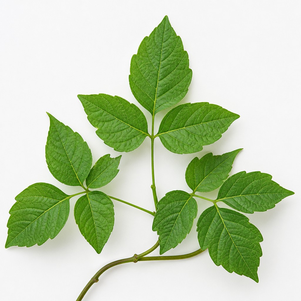 Poison Ivy