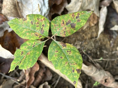 Poison Ivy