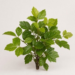 Poison Oak Identification Guide
