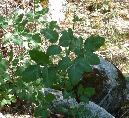 Poison Oak