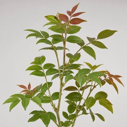Poison Sumac Identification Guide