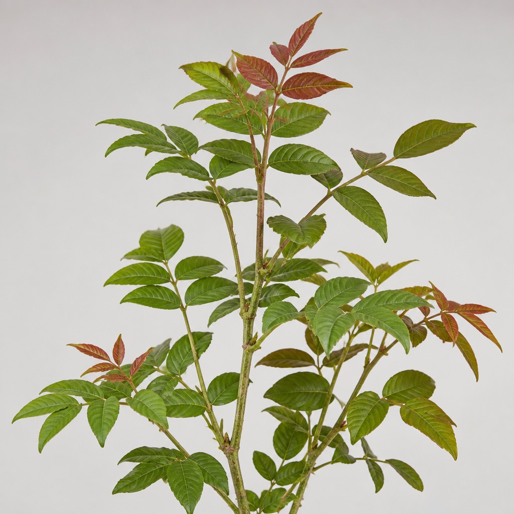 Poison Sumac