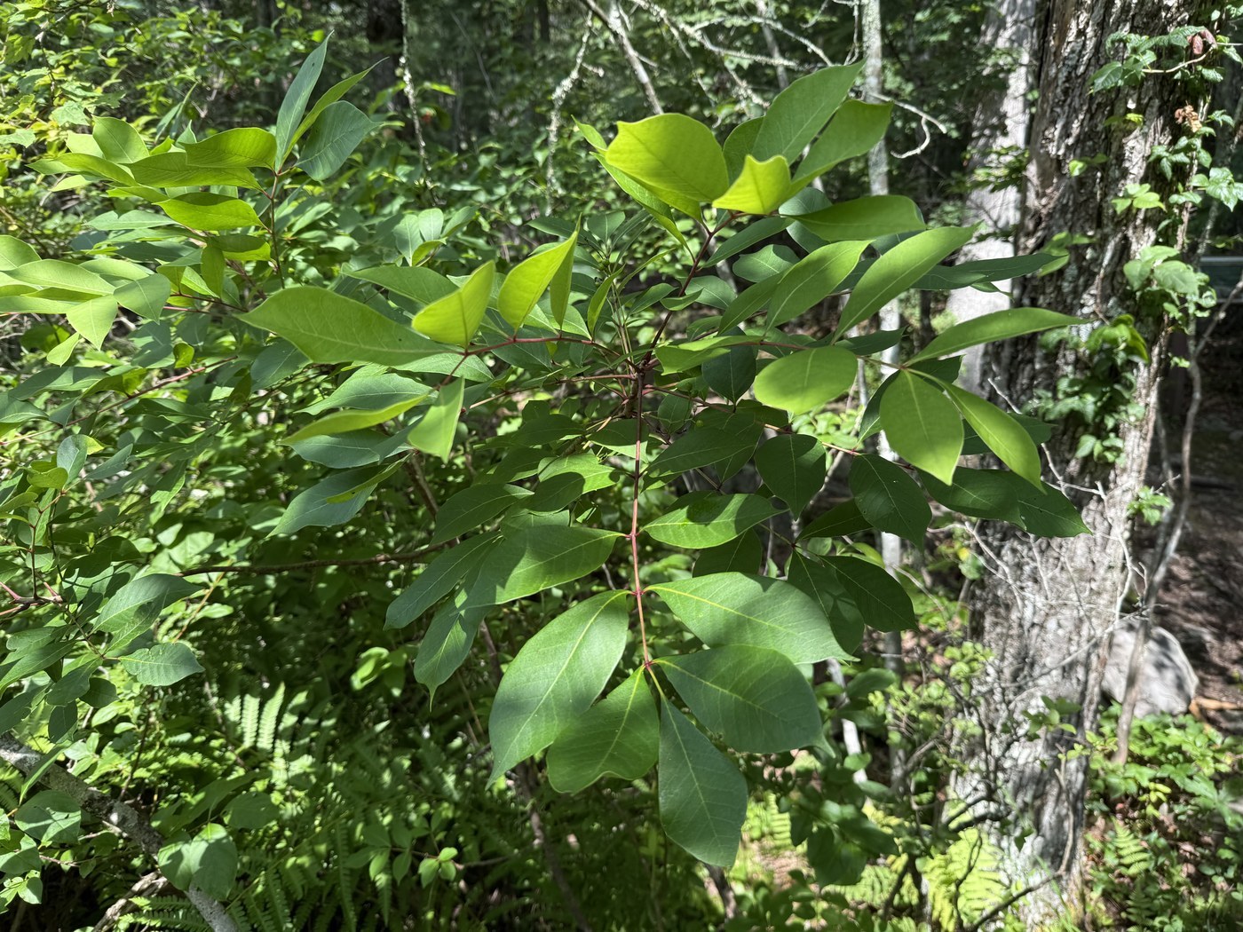 Poison Sumac